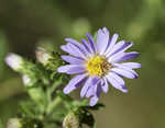 Willowleaf aster